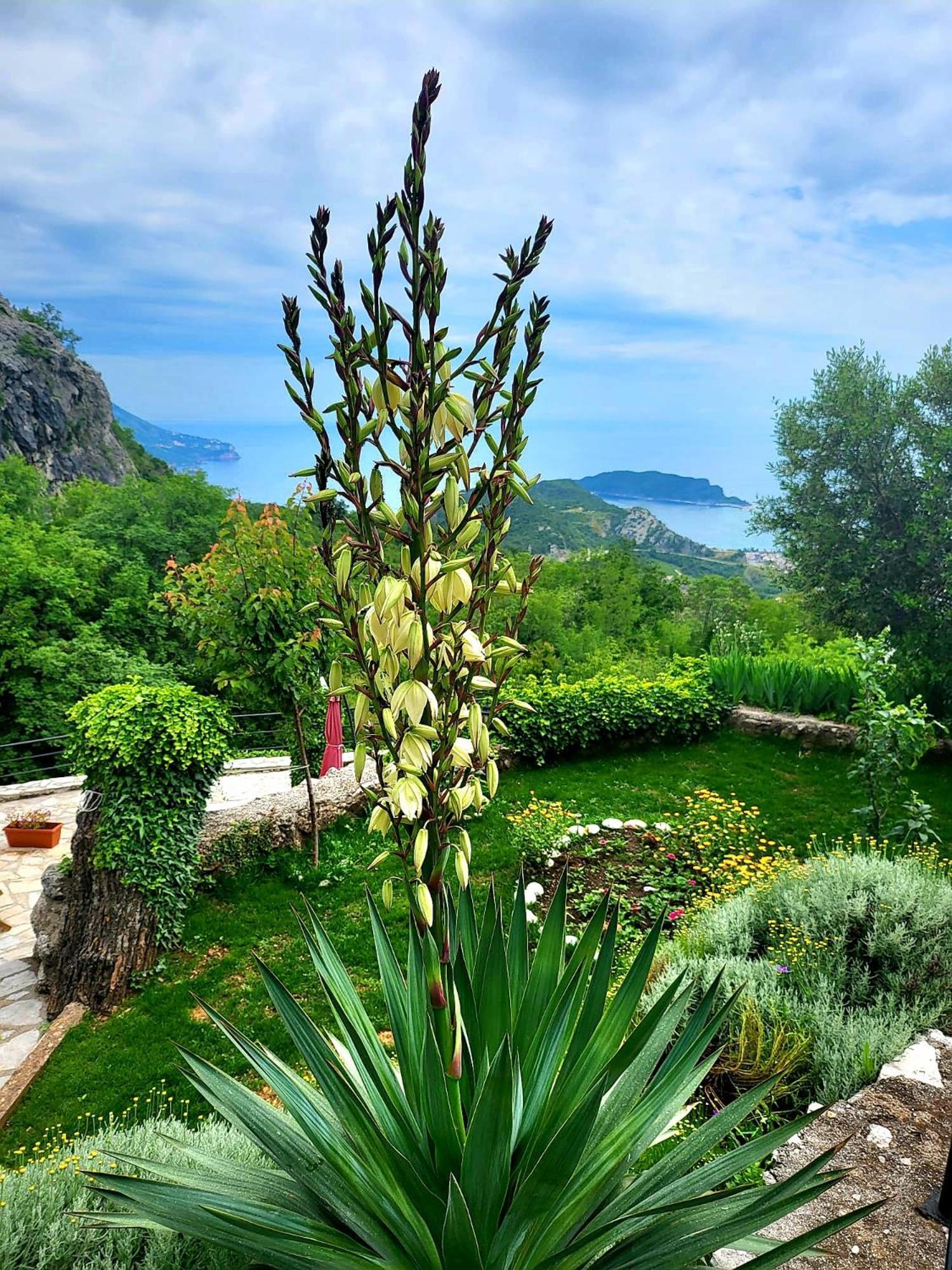 Villa Nera Μπούντβα Εξωτερικό φωτογραφία